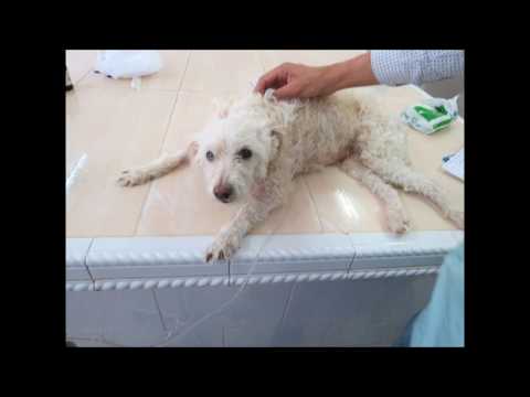 Vidéo: Symptômes d'un chien qui descend les escaliers