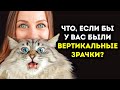 Что, если бы у вас были кошачьи узкие зрачки?