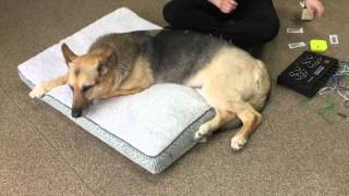 Dog Acupuncture Treatment for ArthritisIntegrative Vet med Center