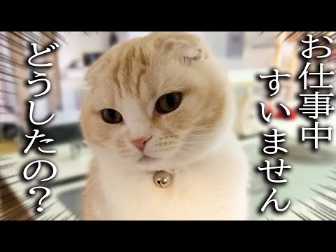 ニャーニャー騒いで何かを伝えにきた子猫について行くと...