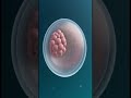 Embryo Development Day 1 to 5 (3D Medical Animation)