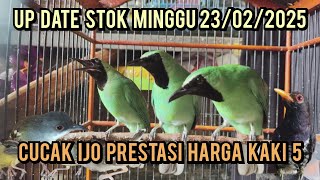 UP DATE STOK MINGGU 23/02/2025❗ CUCAK IJO PRESTASI HARGA KAKI 5