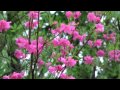 自然の音景色L ブナ林の雨(長時間) sound of the rain