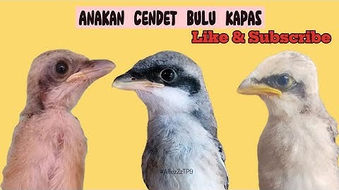 Anakan Cendet Bulu Kapas - Cendeters Wajib Tahu #cendet #kicaumania