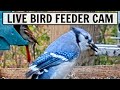 LIVE Bird Feeder Cam in Ohio [20+ species observed!]