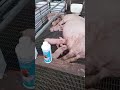 Control de camada de cerdos con diarrea