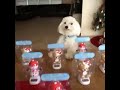 kendini oyuncak sana köpek