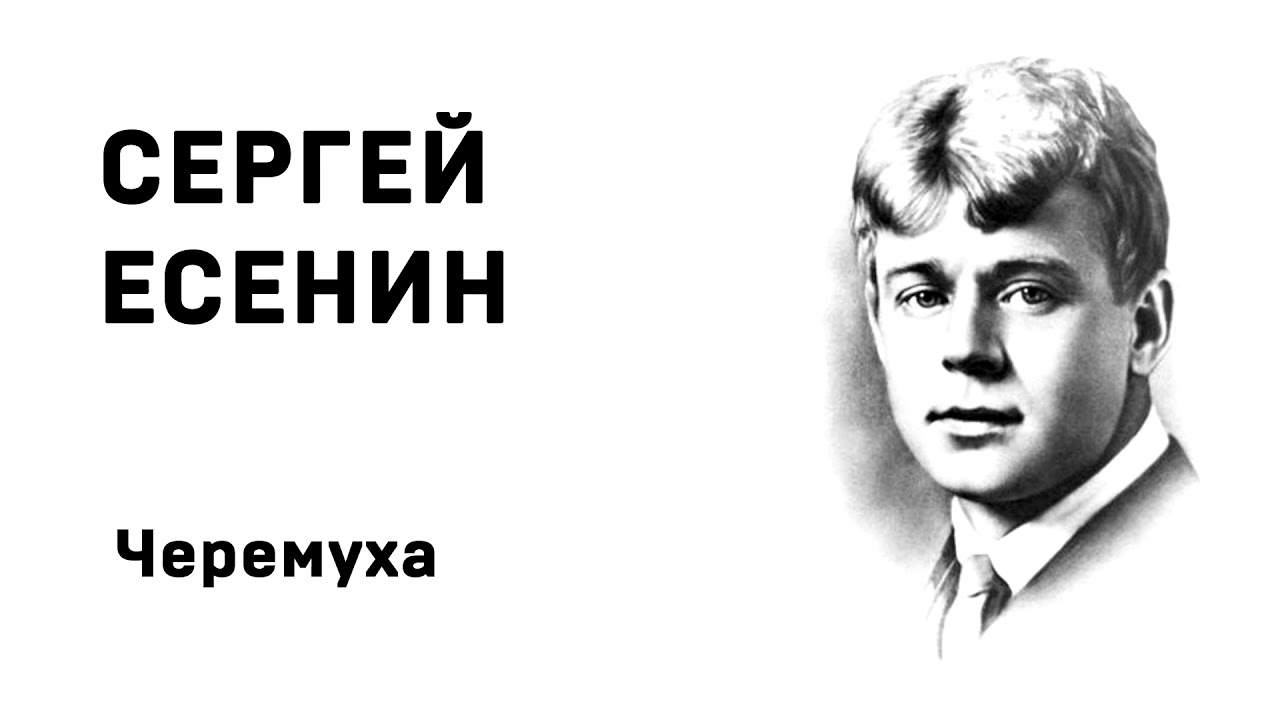 Сергей Есенин Черемуха Учить стихи легко Аудио Стихи Слушать Онлайн ...