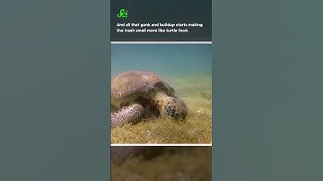 Why plastic is delicious… to turtles #shorts #science #stem #scishow