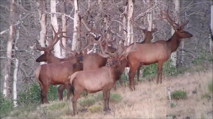 Manti-Lasal Central Utah Bull Elk Hunt (2018)
