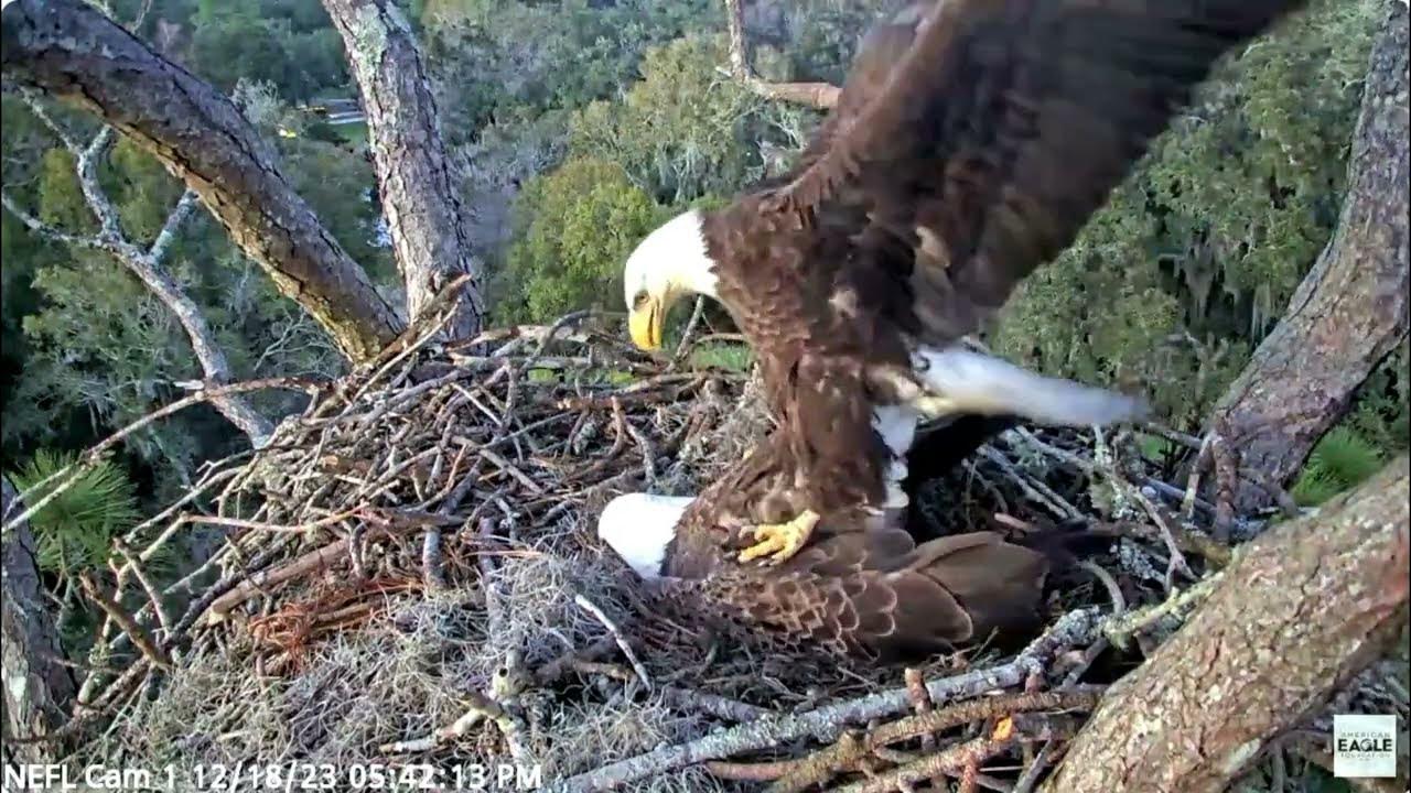 Gabby and V3 mated American Eagle Foundation NEFL Cam 1 - Live Bald