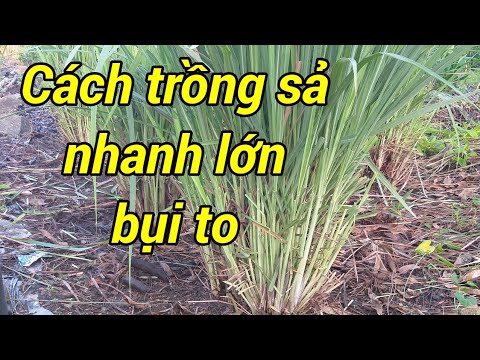 Video: Xerophytes Là Gì - Các Loại Thực Vật Xơ Sinh Cho Vườn