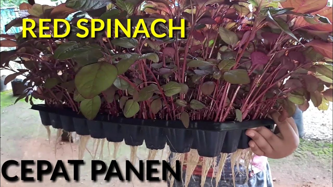 New ideas, cara baru tanam bayam 