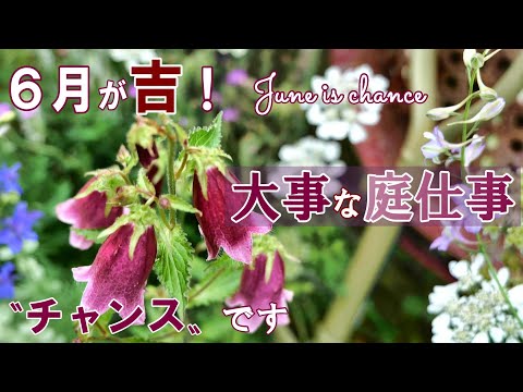 西海岸の6月の庭仕事、やるべきこと5つと実践のコツ
