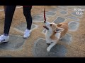 Genius Welsh Corgi Dog Knows What To Do In Every Situation (Part 1) | Kritter Klub