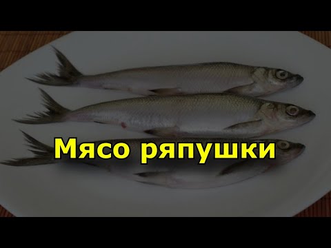 Мясо ряпушки. Польза и состав рыбы ряпушки