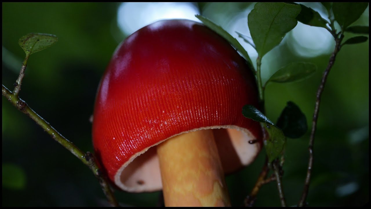 良型タマゴタケ登場🍅 20250816