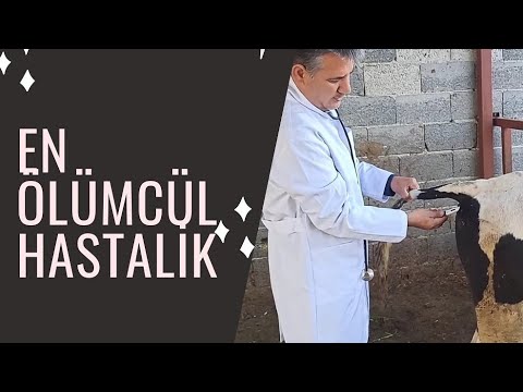 Bu Hastalıktan Kurtuluş Yok! #hayvancılık #veterinary #virus