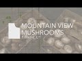 Mountain view mushrooms  taste utah