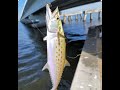 Fishing Sanibel Island, Marco Island, Bonita Springs for Spanish Mackerel, Pompano and Lady Fish