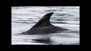 Adopt a Dolphin Update September 2023 | Whale and Dolphin Conservation