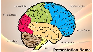 Neurology Human Brain PowerPoint Presentation Template - TheTemplateWizard.com