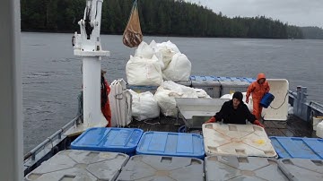 Salmon Tender buying gillnet sockeye