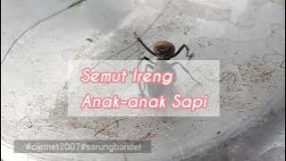 Tembang Semut Ireng | Ki Narto Sabdo Dan Sinden