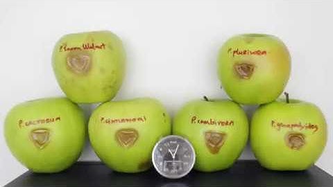 Phytophthora time-lapse plant pathology. By Mihajlo Risteski