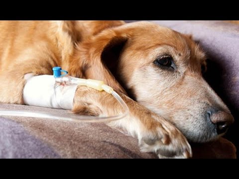 Vídeo: Oncologia Animal Gran: Càncer En Animals De Granja