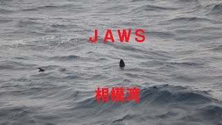 相模湾のジョーズ　PART1 Jaws in Sagami bay ,Japan.