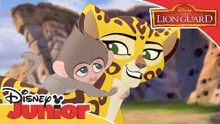 The Lion Guard | Fuli Saves Baby Baboon | Official Disney Channel Africa