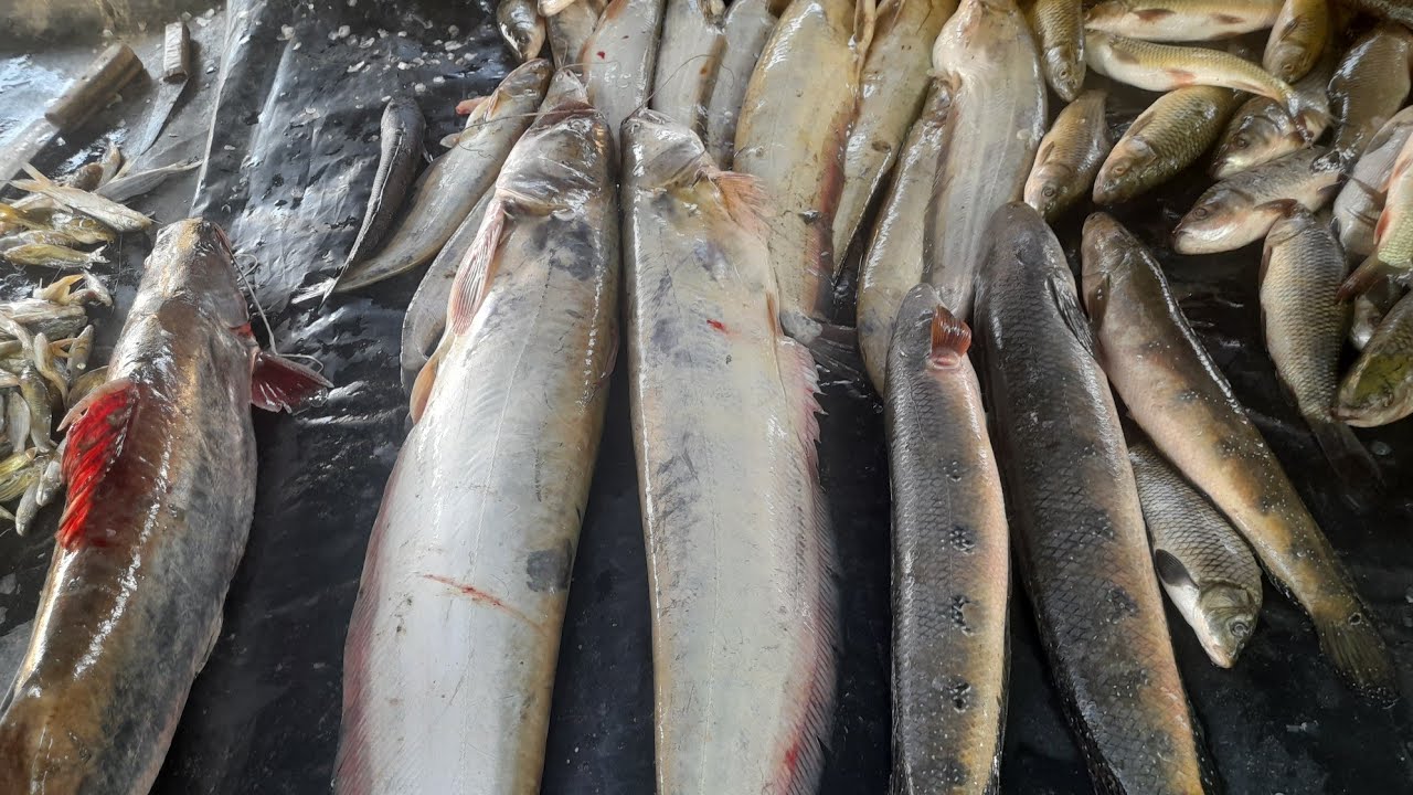 Naya Dhamaka Daily # liveपूरा वीडियो देखें मंडी का अजूबा 