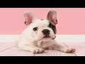 Dog Training Tips: 3 Worst Mistakes You Can Make When Raising Your Puppy Dog Training Tips: 3 Worst Mistakes You Can Make When Raising Your Puppy