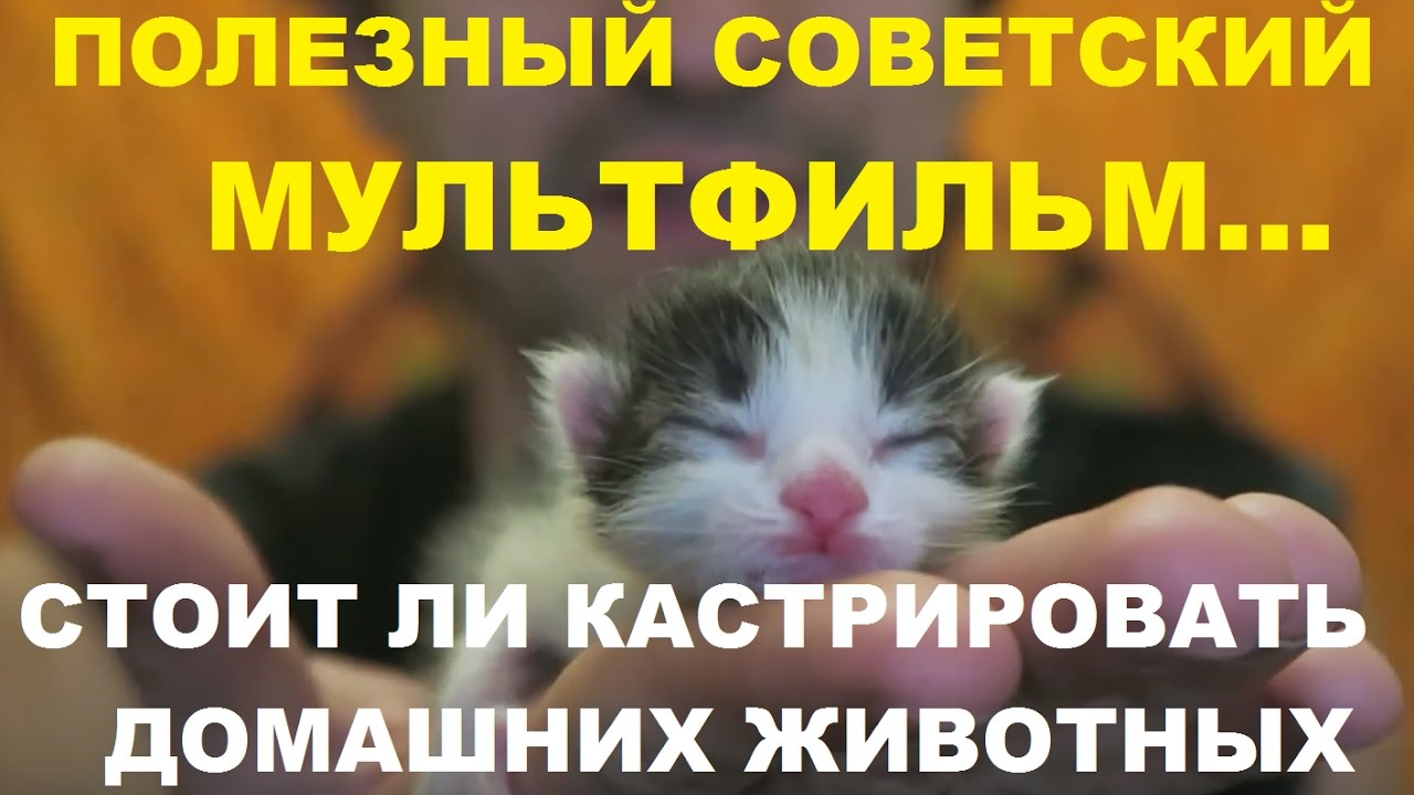 Тамалуку против неразумной любви. Мультфильм Живая Игрушка, стоит ли ...