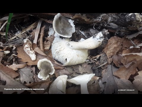 Рядовка мыльная Tricholoma saponaceum Описание Съедобность Токсичность Видео определитель