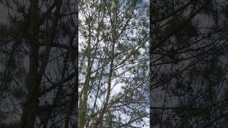 Suara Burung Gelatik Batu