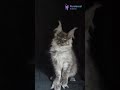 Meet Zembi: Black Silver Maine Coon with Majestic Wild Charm 🖤✨ #MaineCoon