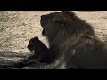 WE SafariLive-  Nkuhuma/Avoca lions with all 9 cubs feeding on a buffalo