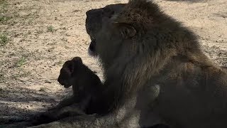 WE SafariLive- Nkuhuma/Avoca lions with all 9 cubs feeding on a buffalo