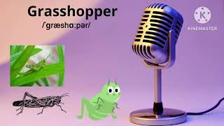 نطق كلمة جراده | نطق كلمة grasshopper  | سلسلة تعلم كلمات اللغة الإنجليزية