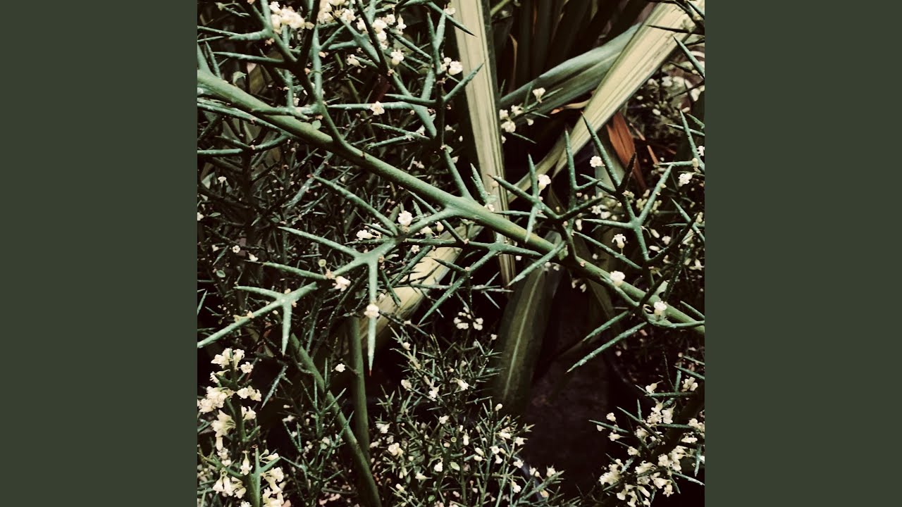 YouTubeでdirge assemblageを視聴 YouTubeでdirge assemblageを視聴