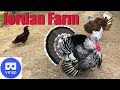 VR180 JORDAN FARM, Chickens, Turkeys, and Pigs Up Close!