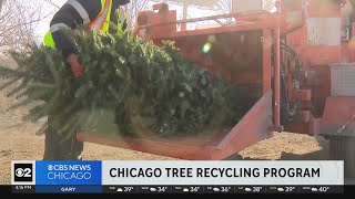 Chicago begins annual tree recycling program