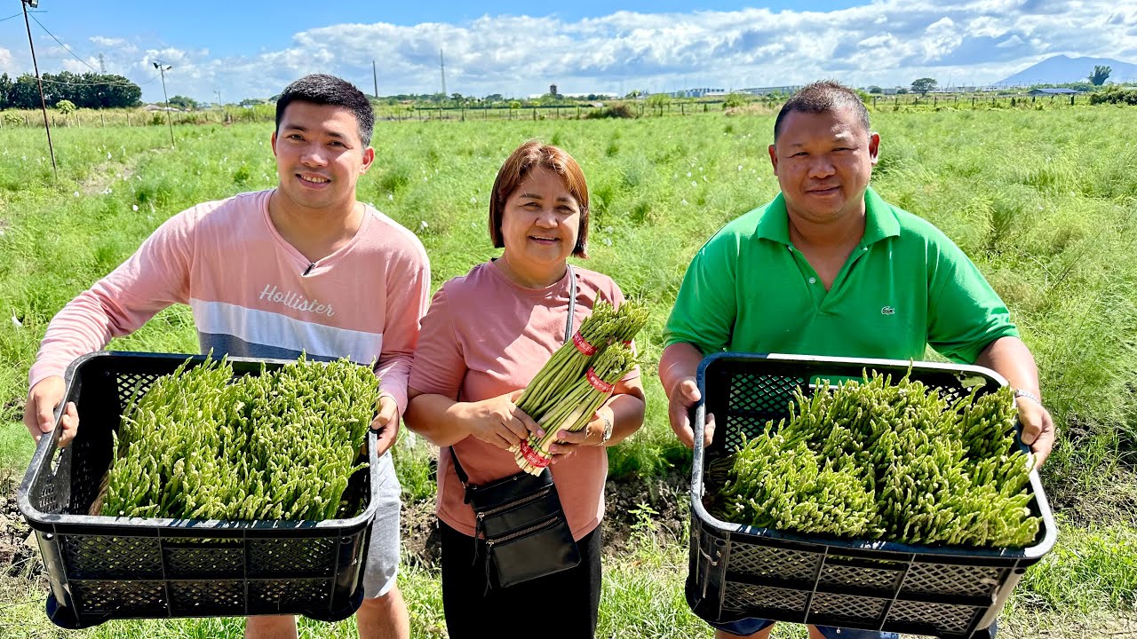 ⁣5M Kita per Hectare Yearly sa Asparagus Farming: Laki ng Demand, Kulang sa Supply + Puhunan