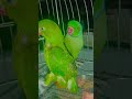 Aisa kaise #parrot #talkingparot #funny #birds #birds #azharparrot