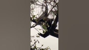 വവ്വാൽ മൂത്രമൊഴിക്കുന്നത് എങ്ങിനെ | How Bat Does Pissing In Malayalam