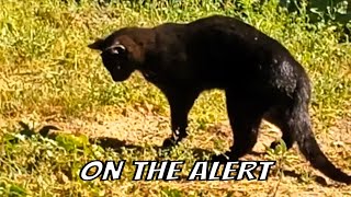 What are they doing there? by Unusual stories of a black cat 313 views 1 month ago 2 minutes, 38 seconds