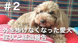 股関節形成不全？椎間板ヘルニア？膝蓋骨脱臼？足を痛がる愛犬の症状と経過報告＃2