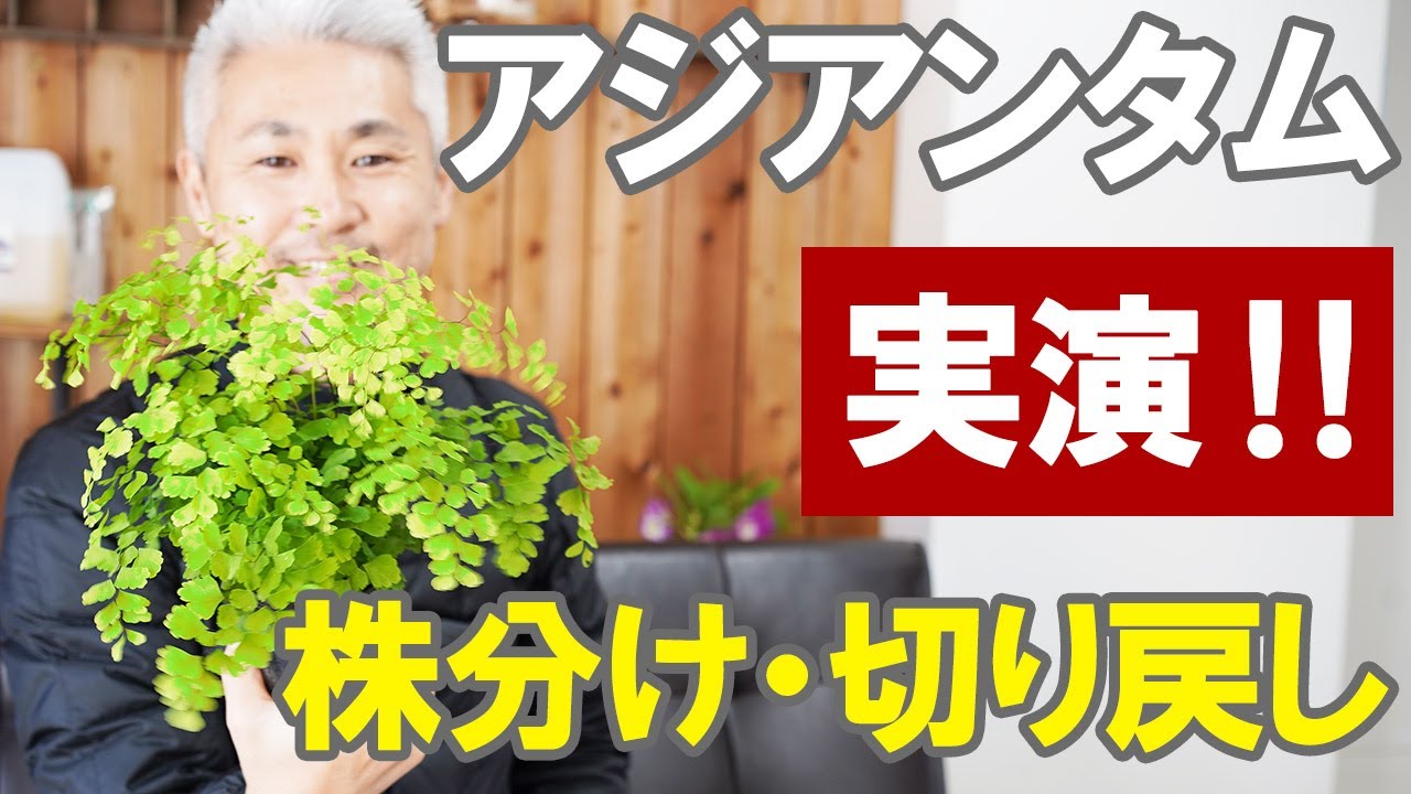 アジアンタムの育て方 植え替え 切り戻し 剪定 株分け 根腐れ原因 水やり 枯れる Youtube